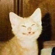 MateusListrado's profile picture