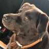 CLSphins's profile picture