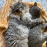 Profilbild von Two Cats