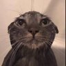LikeAnonymos's profile picture