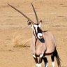 Oryx's profile picture
