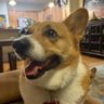 Фото профиля The Snarky Bowtied Corgi 🍷🍷🍷