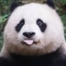 Profilbild von 荆棘鸟