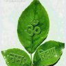 manoj kumar profil fotoฤrafฤฑ