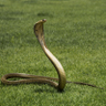 Фото профиля king cobra
