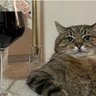 drunky cat profil fotoğrafı