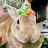 つくね🐰 profil fotoğrafı