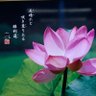 🌸らぶぴー🌸🫰✨🌸LOVE& PEACE🌸✨✌️ 的头像