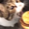Fan Justice's profile picture