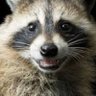 Фото профиля Raccoon