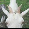 やぎ 的头像