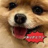 さんご{珊 瑚}'s profile picture