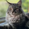 Фото профиля Ruud The Dude