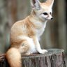 しまりんご profil fotoğrafı