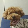 Profilbild von のぶこ