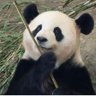 桜ちゃんラブ profil fotoğrafı
