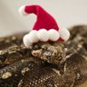 Lucky Snake 的头像