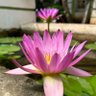 Фото профиля Shivani