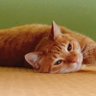 てし's profile picture