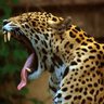 Фото профиля jaguar