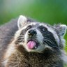 Profilbild von RoscoeBanes
