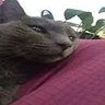 Profilbild von Catgaming #FREESCHLEP