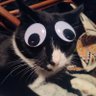 The Catman Who Lols 🌵🥒🐾 🇺🇸 Beep/Bop/Boop profil fotoğrafı