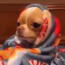 Minty's profile picture