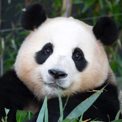 fubao_zip's profile picture