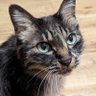 オ杉chanたくや profil fotoğrafı