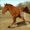Фото профиля Horsie 🐴