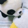 熊猫吃烤鸭's profile picture