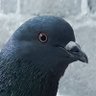 Lisha The Pigeon's profile picture
