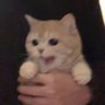 RIM's profile picture