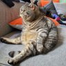 sherlock's profile picture