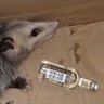 Average opossum enjoyer's profile picture