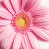 لیلون profil fotoğrafı