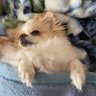 Profilbild von ωシモンω