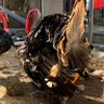 bullmastiff/turkeys 的头像