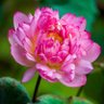 Lotus profil fotoğrafı