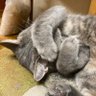 Minna_Smitt's profile picture