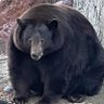 Фото профиля bear1