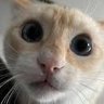 Jericho's profile picture