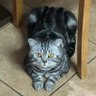 homecat00?'s profile picture