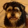 Profilbild von Nugget
