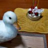 Фото профиля 🏆湘南大相模🏆終活戦士🌹家族思いのアヒル🦆ココ♀6歳🐥
