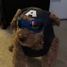 Ginjo's profile picture