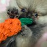 Profilbild von ポメラニアンの「あも」