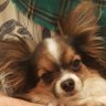 Papillon profil fotoğrafı