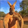 Ripped Roo 的头像